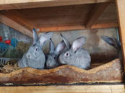 Chinchilla-Riesen und Mischlingshasen