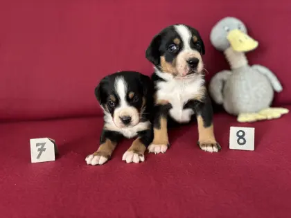 Reinrassige Große Schweizer Sennen