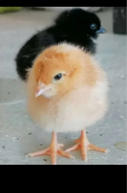 Küken, Tagesküken, Hühner