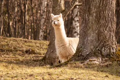 Huacaya Alpaka Wallach