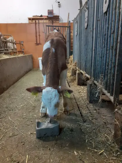 FV Zuchtkalb weiblich