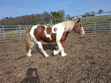 Perfect Beauty Tinker Warmblut Mix Stute