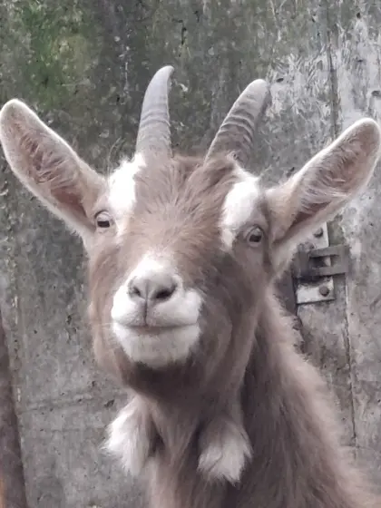 Jährige Toggenburger Ziegen