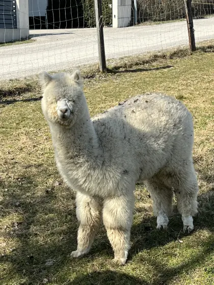 Alpakas Hengst und Stuten