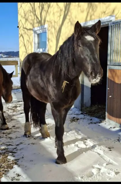 3-jähriger Norikerwallach