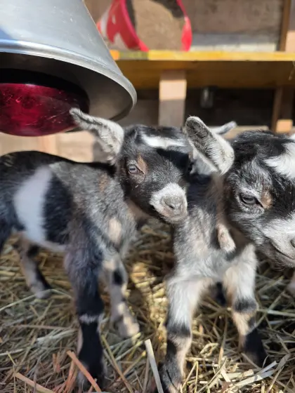 Zwergziegen und Zwerghennen
