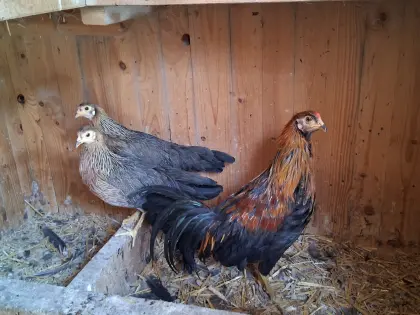 Deutsche Buschhühner