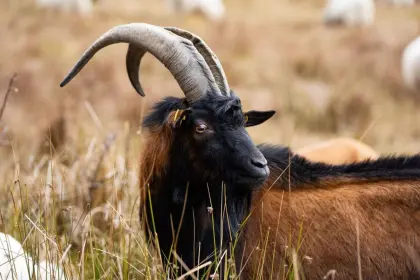 Pinzgauer Ziegenbock