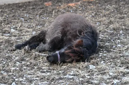 Original Shetlandpony Stutfohlen aus 2025