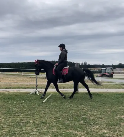 Wunderschöne Rappstute