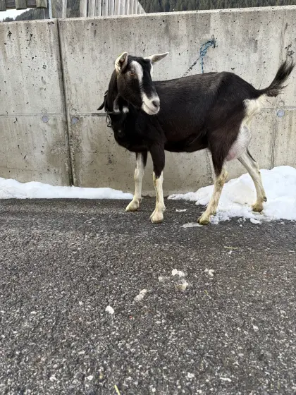 Bündner Strahlenziegen zu verkaufen