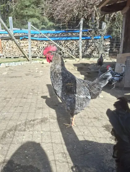 Junger Hahn, Junghähne