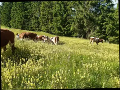 Pensionsvieh Weideplätze BIO