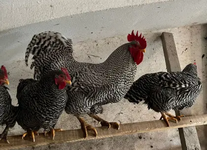 Amrock-Hahn inkl. Henne