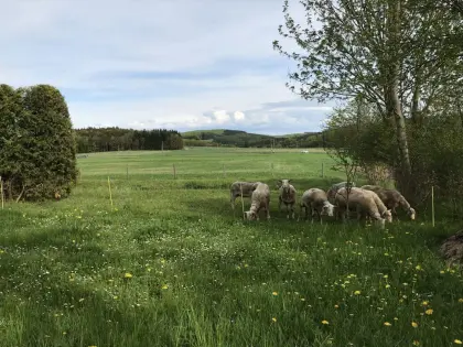 Ostfriesische Milchschafe