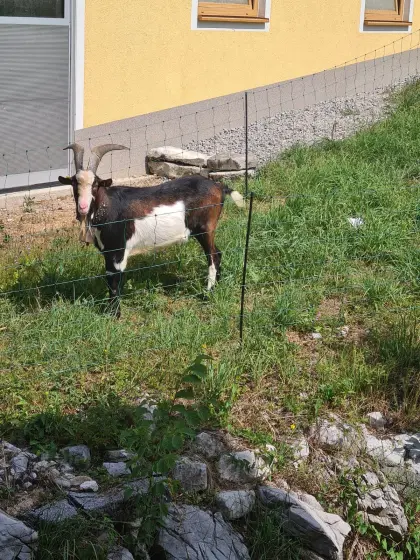 HB Tauernscheckenbock