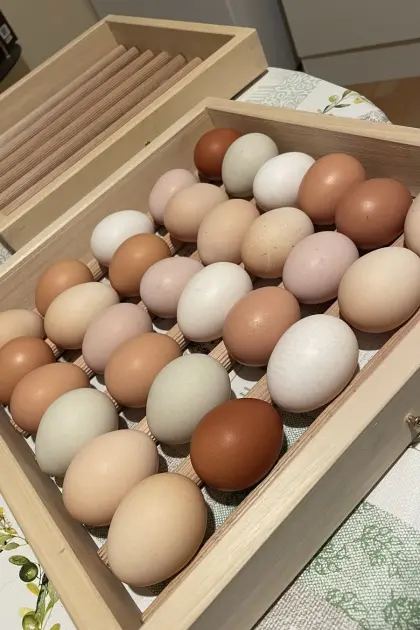 Bruteier von Rassemix-Hennen