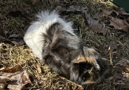 Meerschweinchenbock (unkastriert)