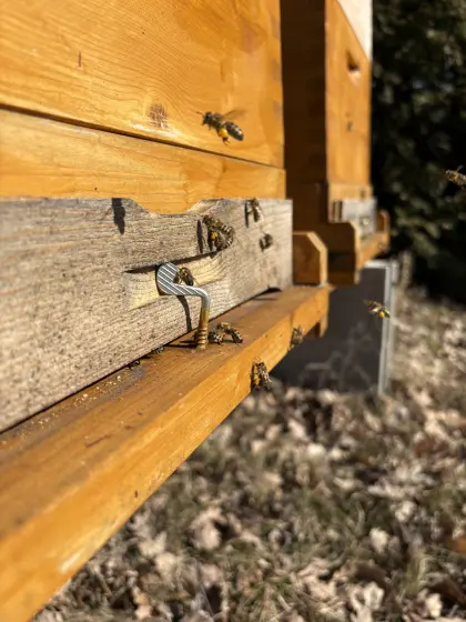 Suche Pachtflächen für meine Bienen