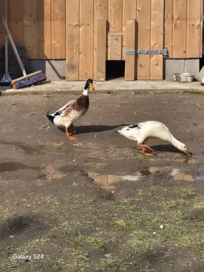 Laufentenpärchen