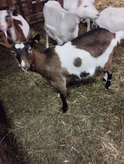 Steirische Scheckenziegen