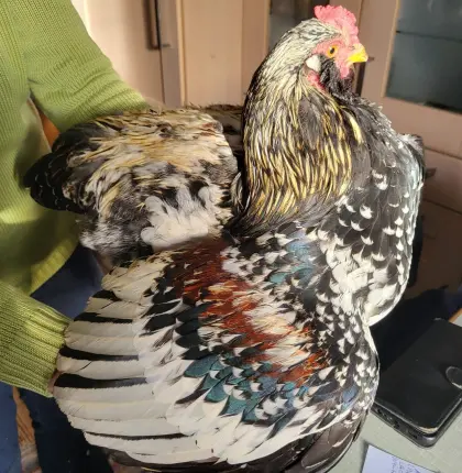 Hähne aus Naturbrut wegen Platzmangel zu vergeben