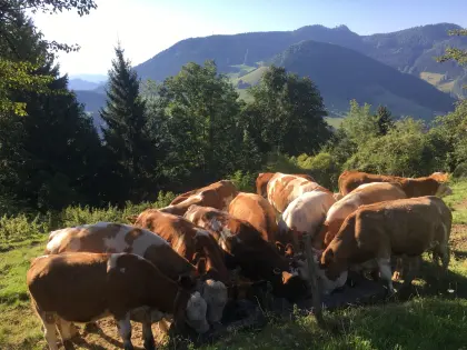 Suche Bio Aufzuchtbetrieb