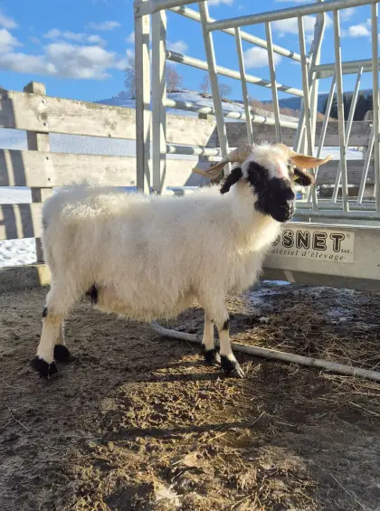 Walliser Schwarznasenaue mit Lamm