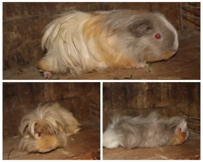 Meerschweinchen 1 Jahr alt