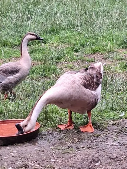 Gänse und Laufenten