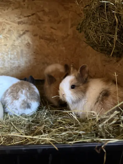 Löwenkopf, Farbenzwerg und Zwergwidder/Minilop