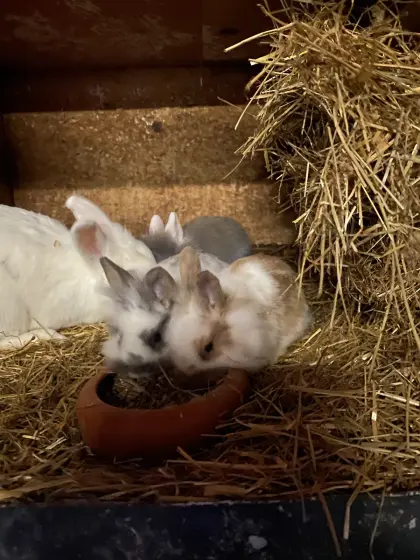 Süße Löwenkopfteddyzwerge