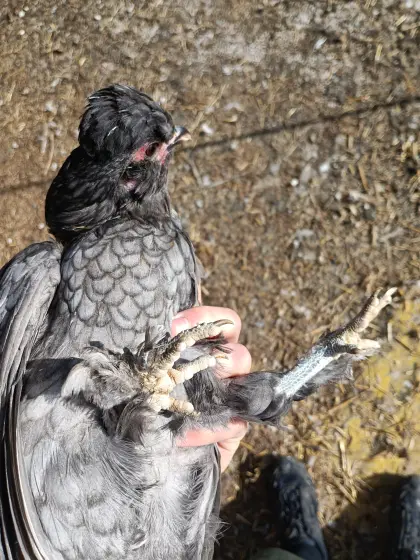 Mix Zwerghühner 4 Stk.