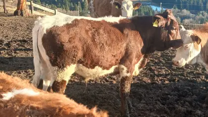 Bio Ochse Einsteller Fresser