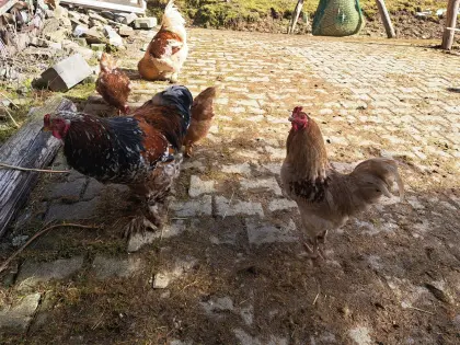 3 Stk. Hähne zu viel