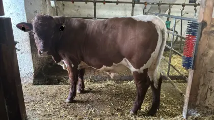 Pinzgauer Zuchtstier