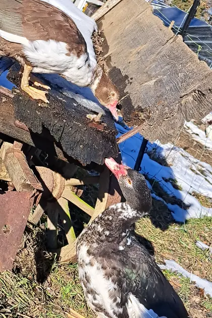 Prämium Warzenten/Barbarieente Eier