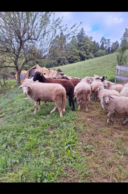 Schafe zu verkaufen