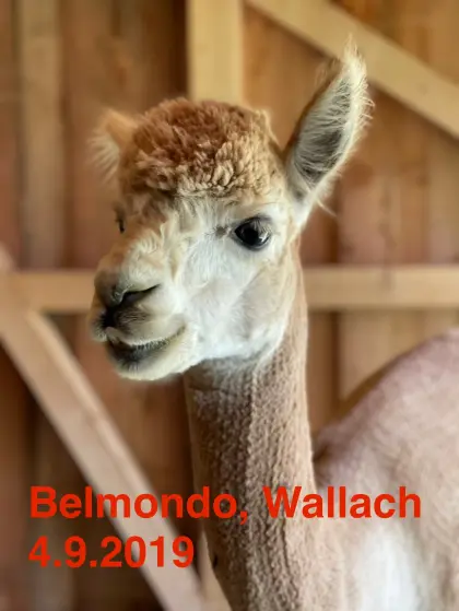 Alpakawallach halfterführig