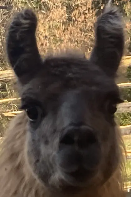 Lama männlich zu verschenken