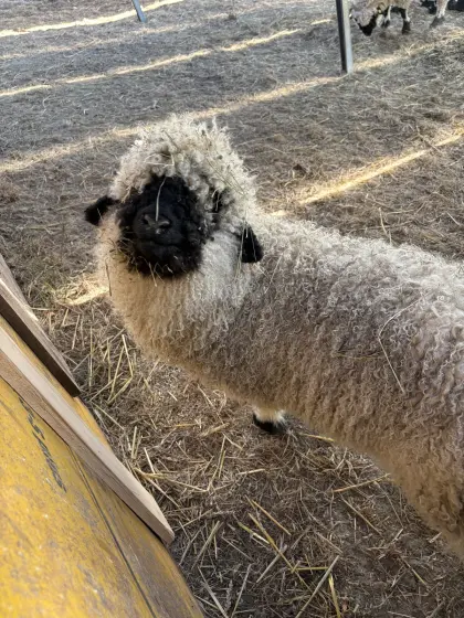 Walliser Schwarznasenbock