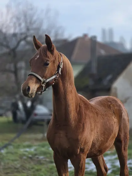 Vollblutarabisches Fohlen LM Bahjat