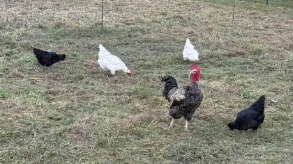2 Junghennen mit ihrem Aufpasser