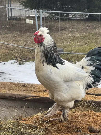 Wunderschöne Hähne an gute Plätze abzugeben