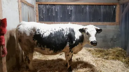 Pustertaler Sprinzen