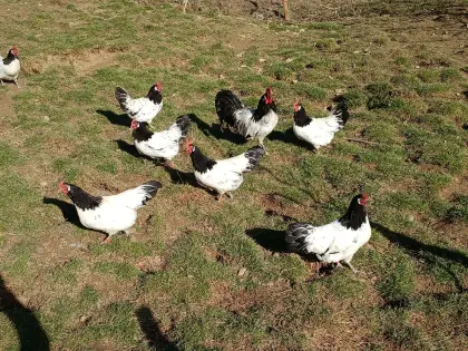 Bruteier: Marans, Lakenfelder, Vorwerk, Araucana, Landenten