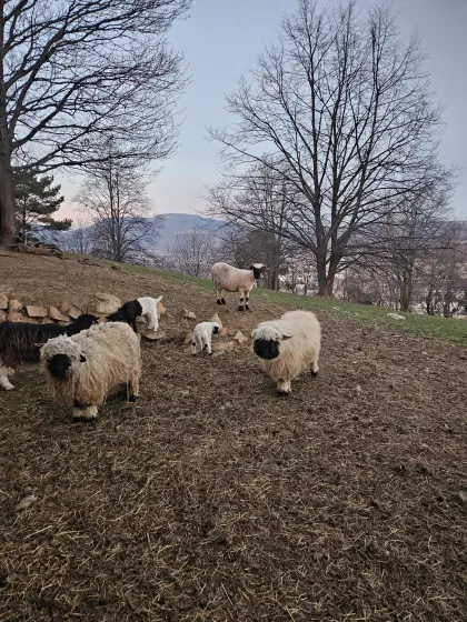 2 für eine HB-Aufnahme geeignete, jährige Auen abzugeben