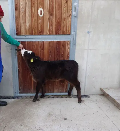 BIO Angus x Fleckvieh Kalb weiblich