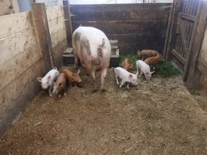 Biete Ferkel für Mast ganzjährig