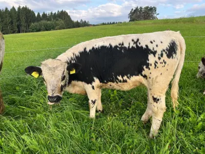 Bio PSS Pustertaler Sprinzen Kalbin